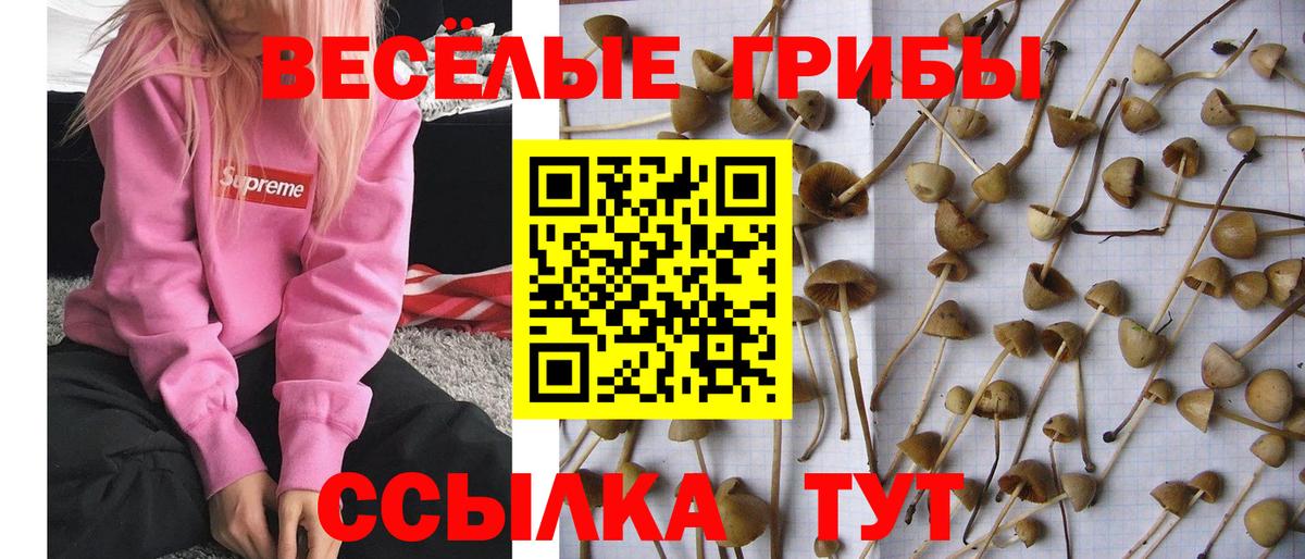 Галлюциногенные грибы GOLDEN TEACHER Людиново